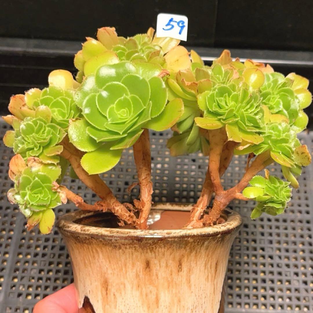 59多肉植物 アエオニウム ❤️小葉香炉皿法師セッカ❤️16cm鉢土付き出荷