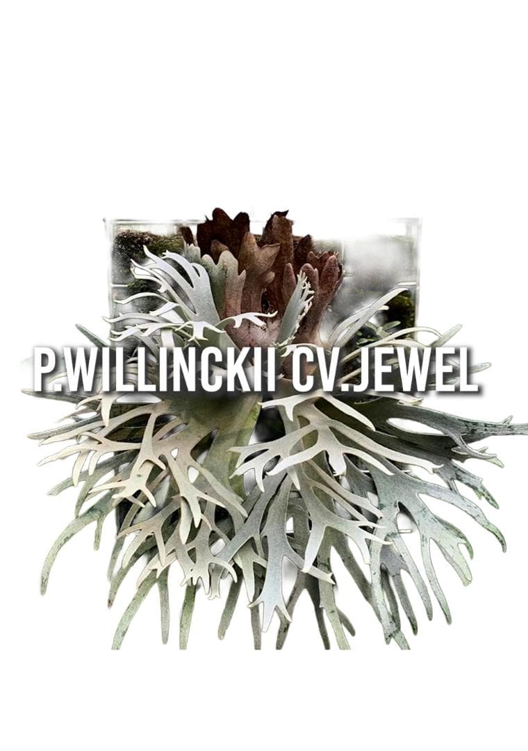 【美種ドワーフ】P. willinckii cv. Jewel spore
