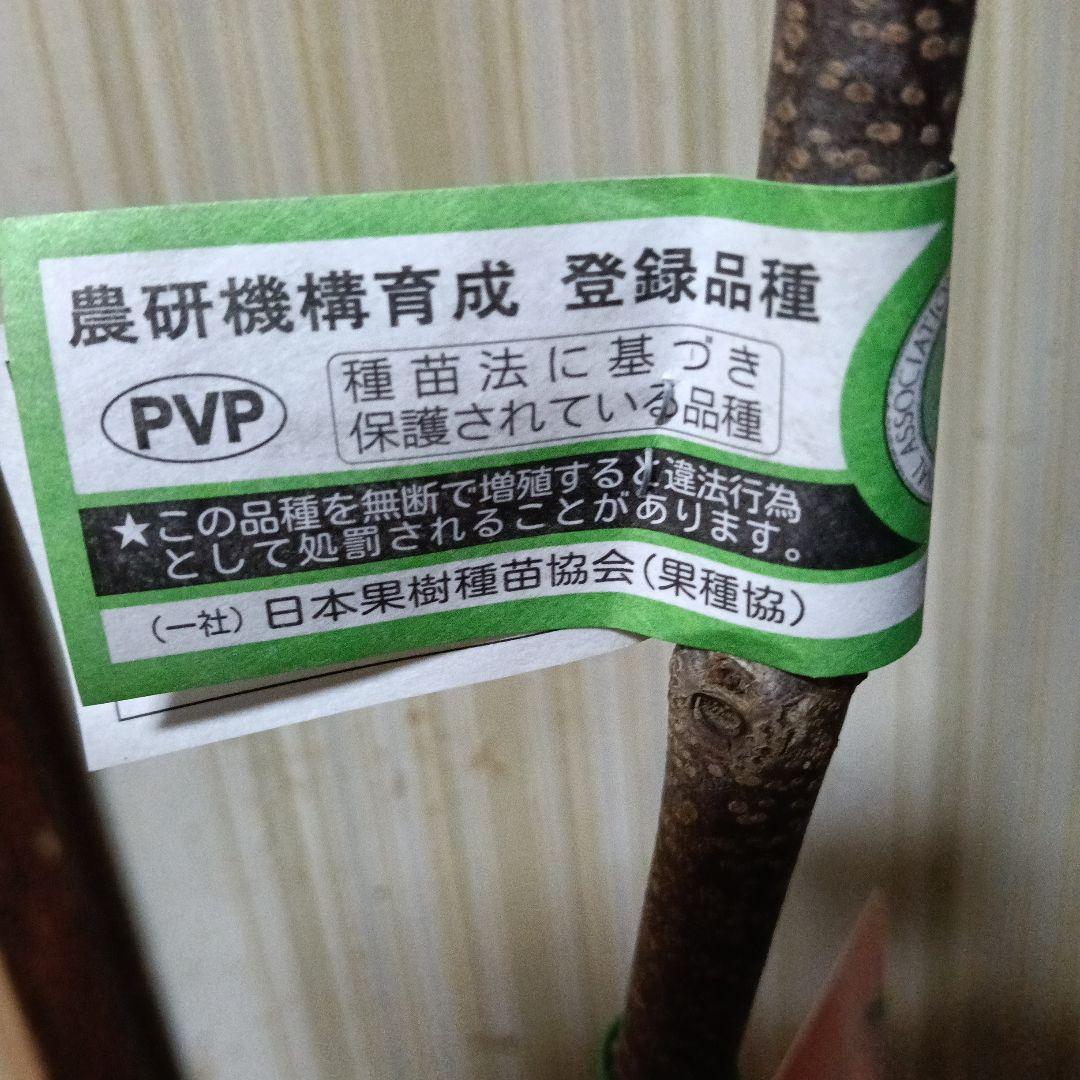 完全甘柿 大豊／苗木／正規品 商品タグ／証明書付き