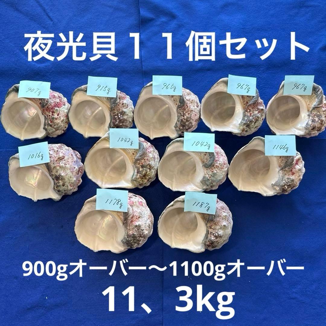 夜光貝　ヤコウ貝　まとめ売り　11個　11、3kg アクセサリー　ルアー