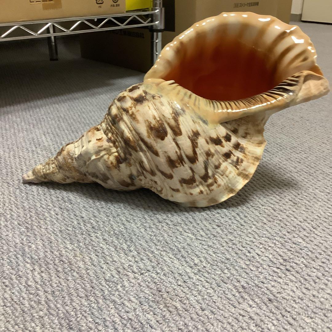 法螺貝