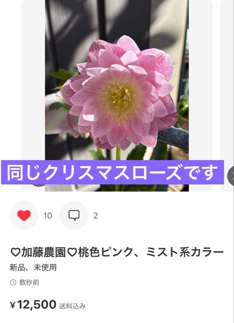 ♡SALE‼︎♡ 加藤農園　つぼみ残り1つ　ベビーピンク