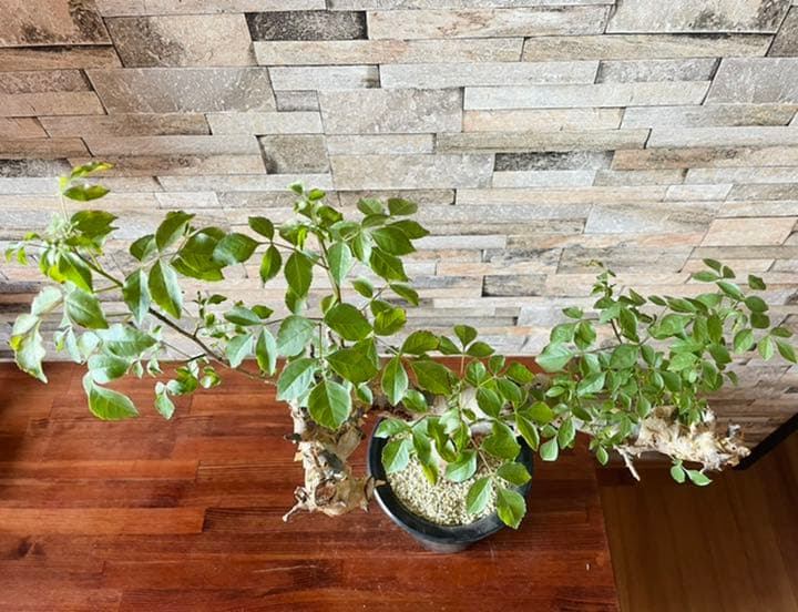 コミフォラ　カタフ　ターカネンシス　灌木　塊根植物　コーデックス