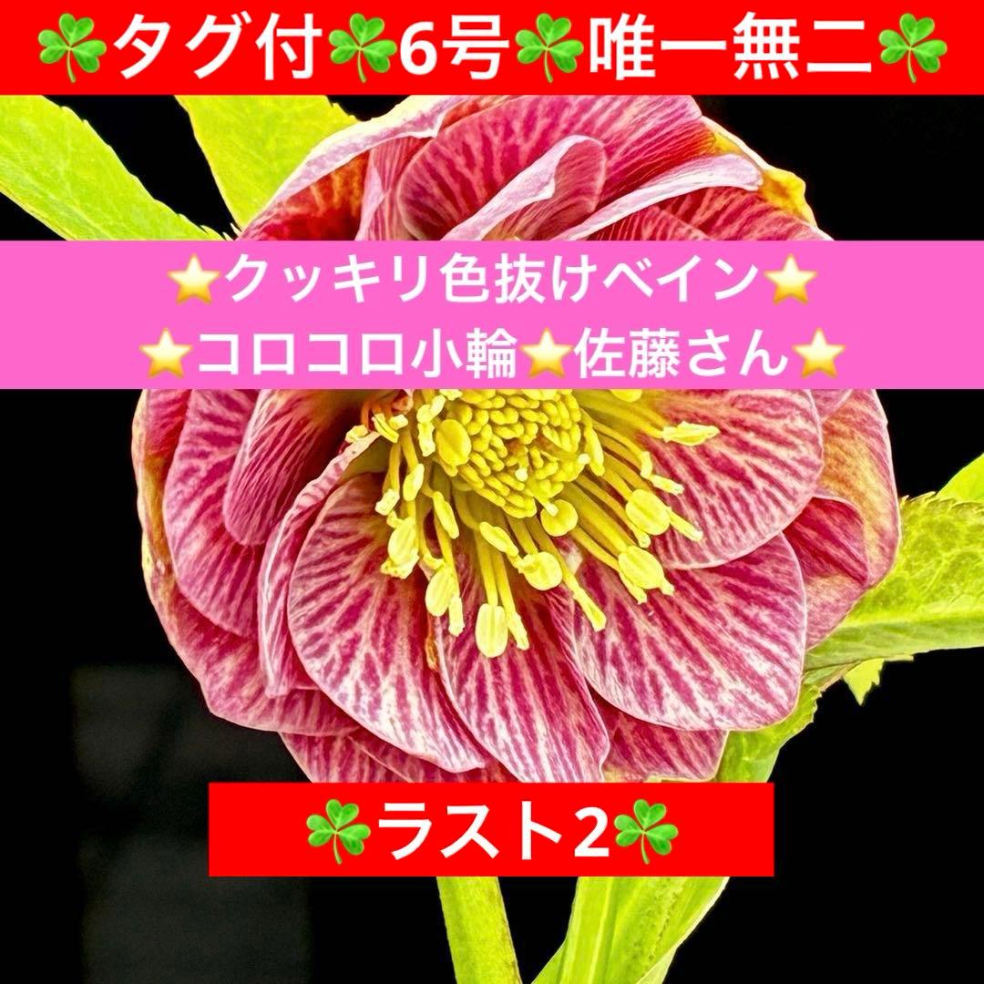 あ*号様 639☘️ラスト2☘️タグ付☘️6号☘️唯一無二☘️クッキリ色抜けベイ