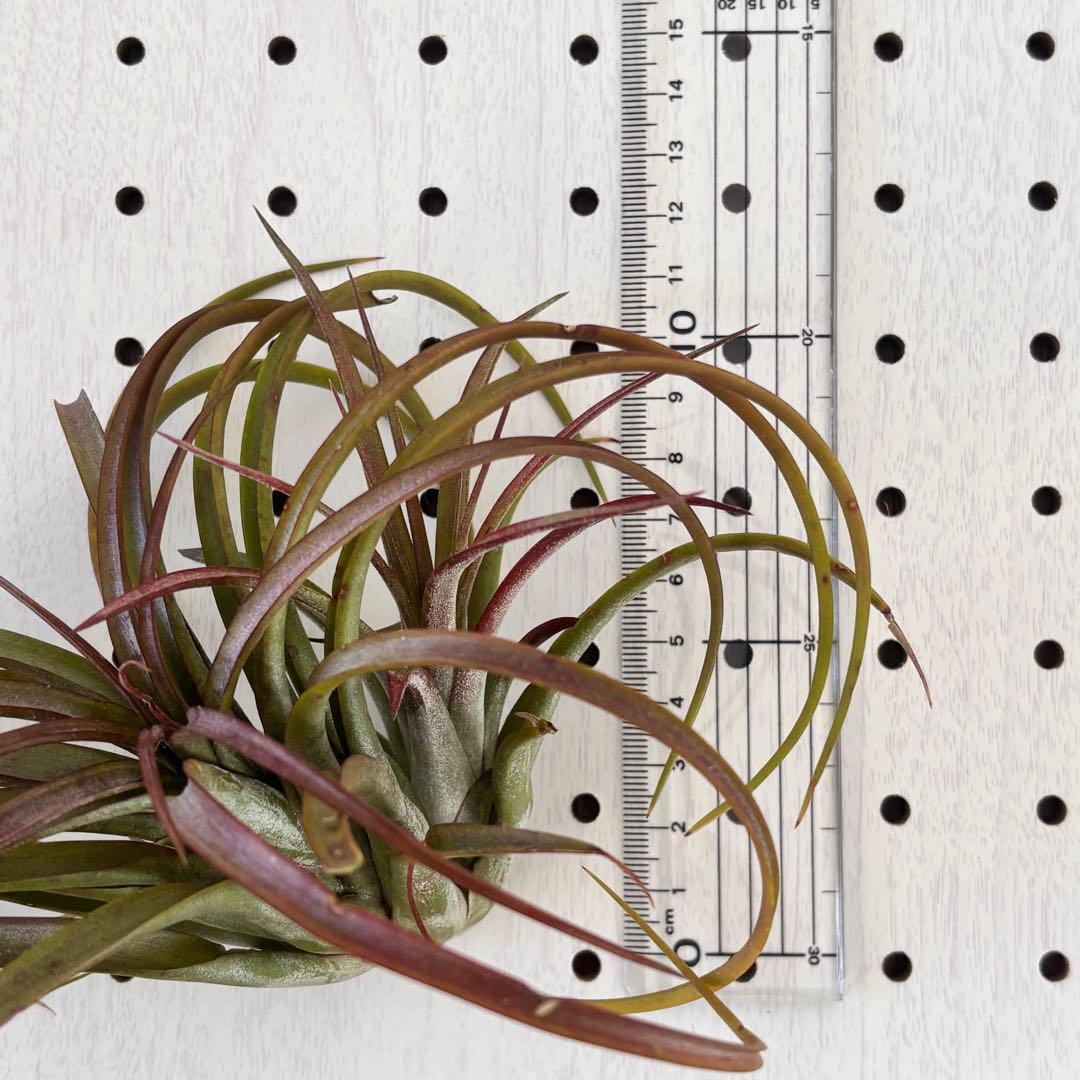 レア！エアプランツ シャロンスパークル from Pachara Orchids