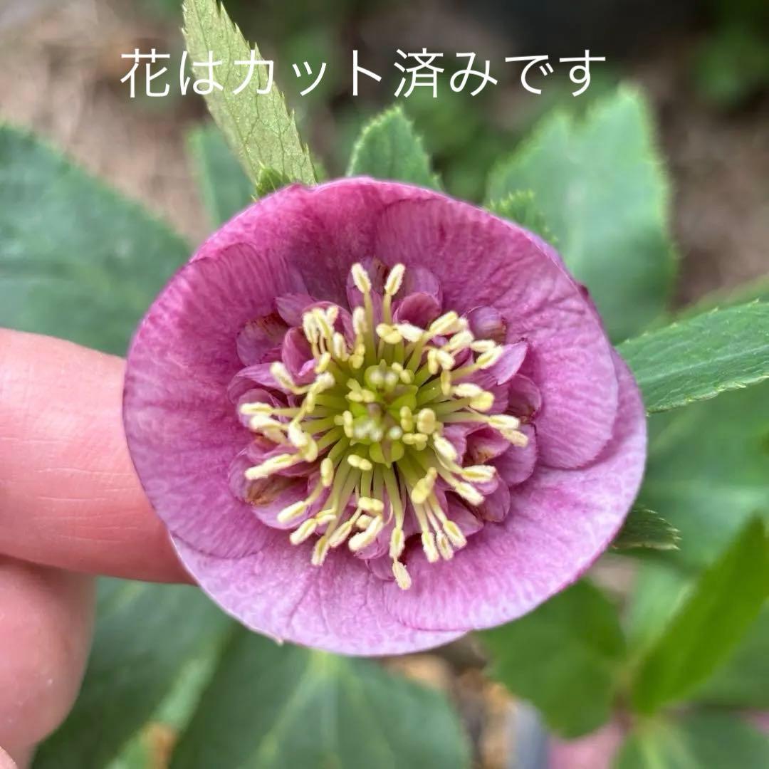 加藤農園　クリスマスローズ　カップ咲き　SD