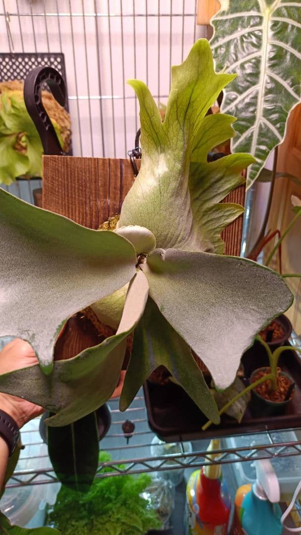 ビカクシダ　Platycerium veitchii 'hp100'