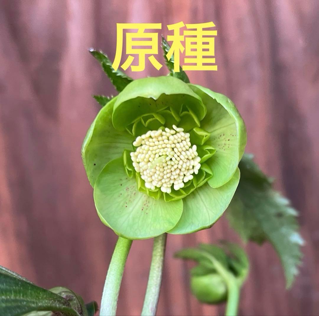 原種交配クリスマスローズ　開花株　オドルス　セミダブル　小輪　カップ咲　鉢で発送