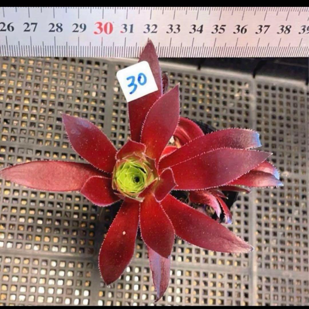 19#多肉植物アエオニウム❤️ブラックマジック❤️25頭17cm 拔き苗