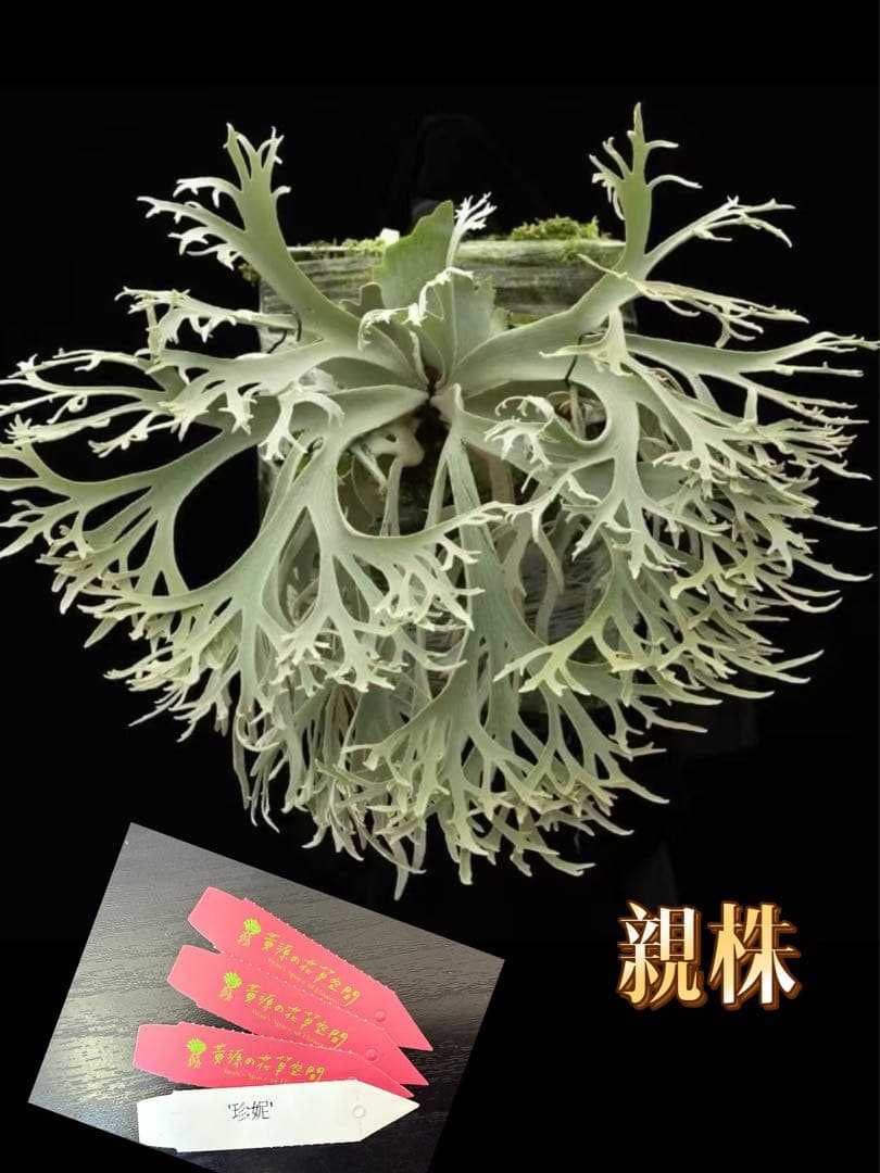 ビカクシダ P.willinckii 'Jenny' TC