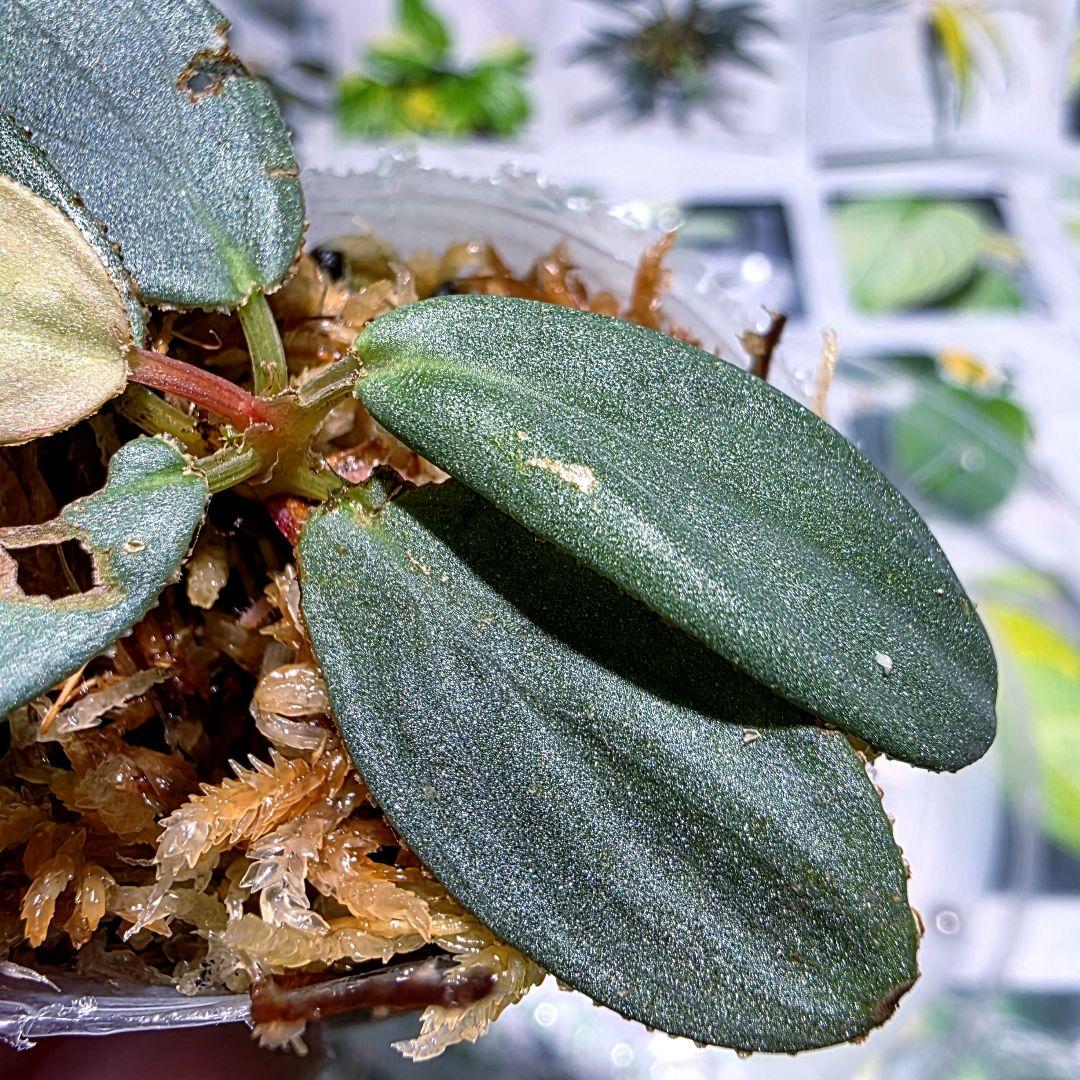 熱帯植物　ホマロメナsp.タパヌリ　スマトラ　ウタラ　銀平襞