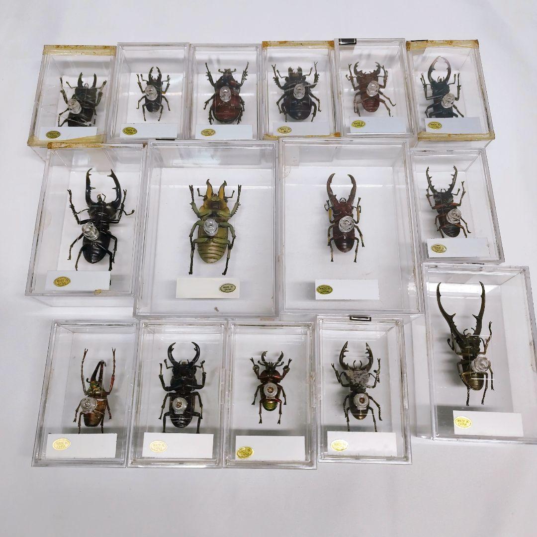 世界の昆虫 72体セット ディアゴスティーニ 標本 見本