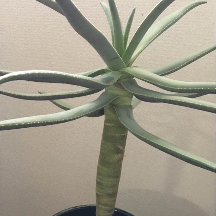 まさ
