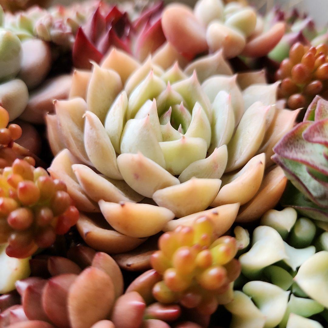 多肉植物寄せ植え　そのまま飾れる　大きなバスケット　おまけ付き♡