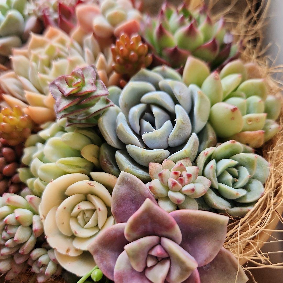 多肉植物寄せ植え　そのまま飾れる　大きなバスケット　おまけ付き♡
