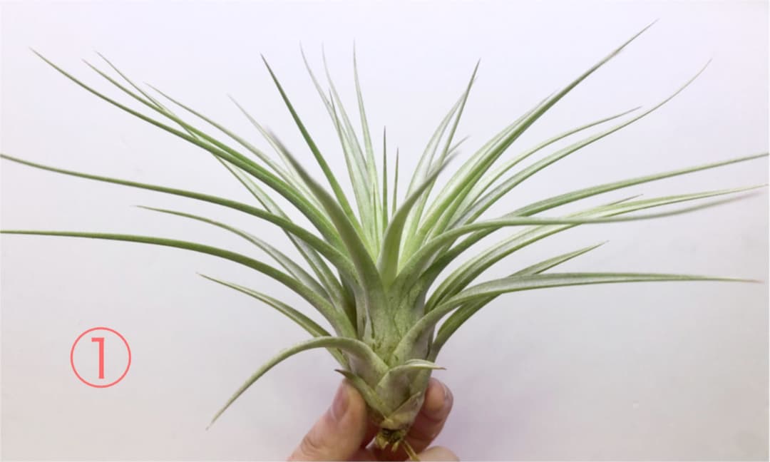 ヘドロ沼 様　ご確認用　イオナンタ バンハイニンギー×ハリスコモンティコラ①〜②