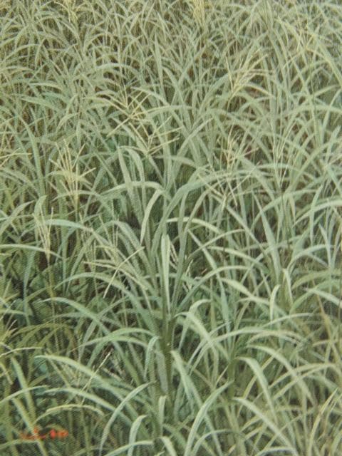 佐々木信平、【天地】、希少な額装用画集画、新品高級額 額装付、状態良好