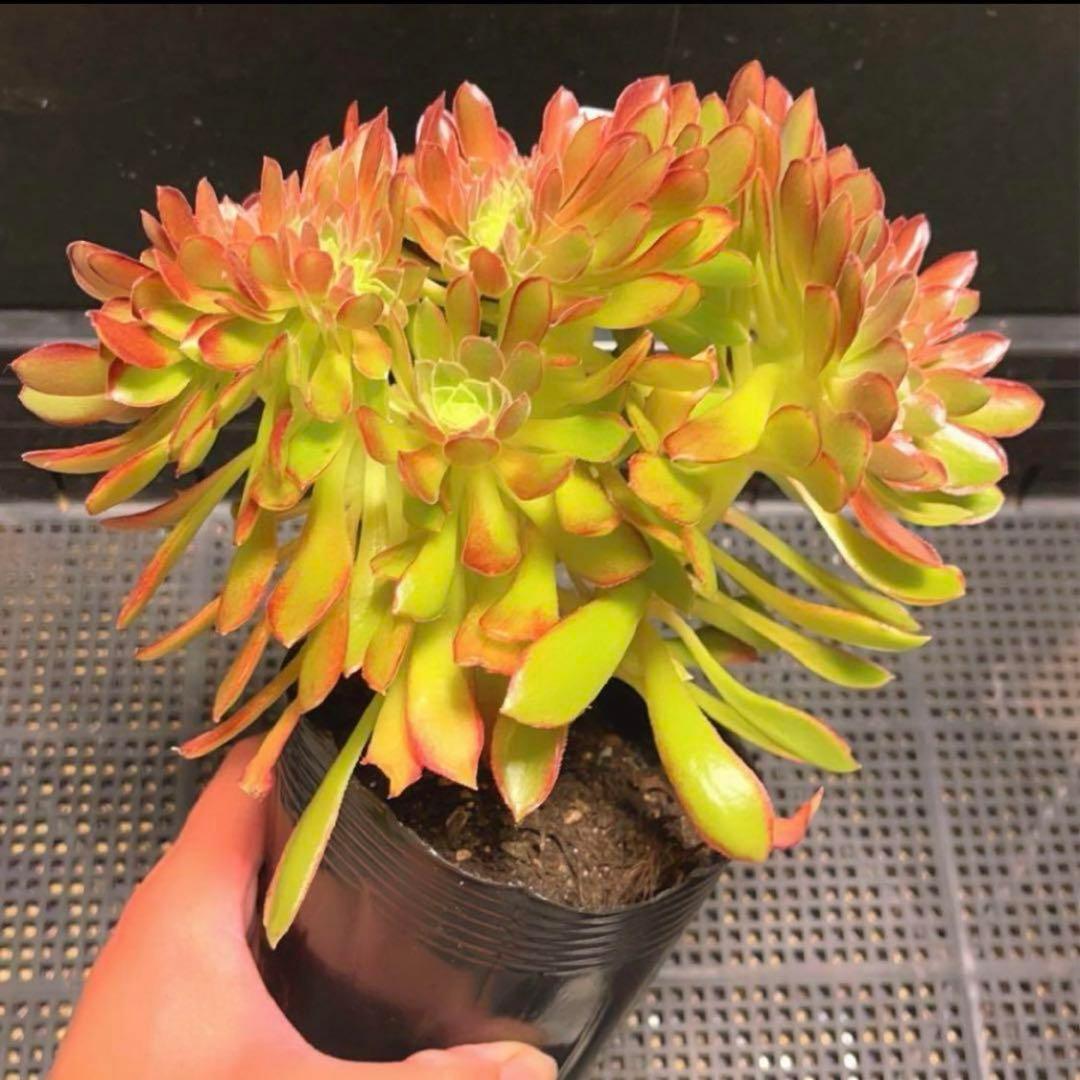 25#多肉植物アエオニウム❤️ ナガ女王 セッカ ❤️19cm拔き苗