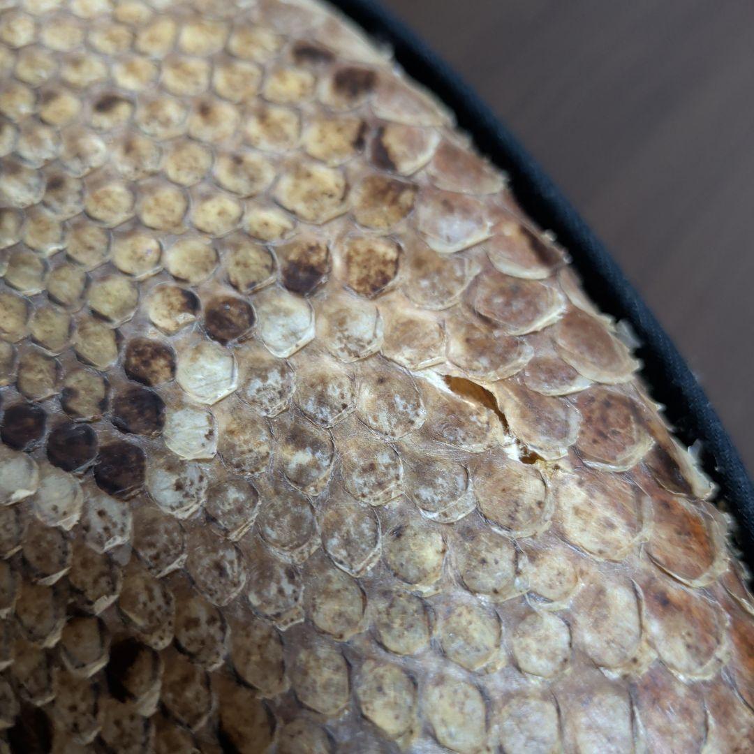 三線　胴のみ　ヘビ皮
