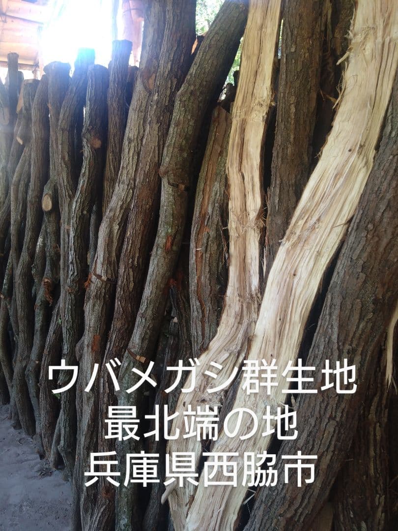 華 半丸・荒各５キロ
