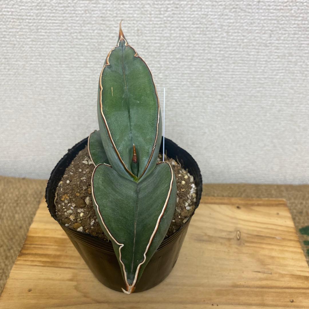 サンスベリア バナナ Sansevieria Banana