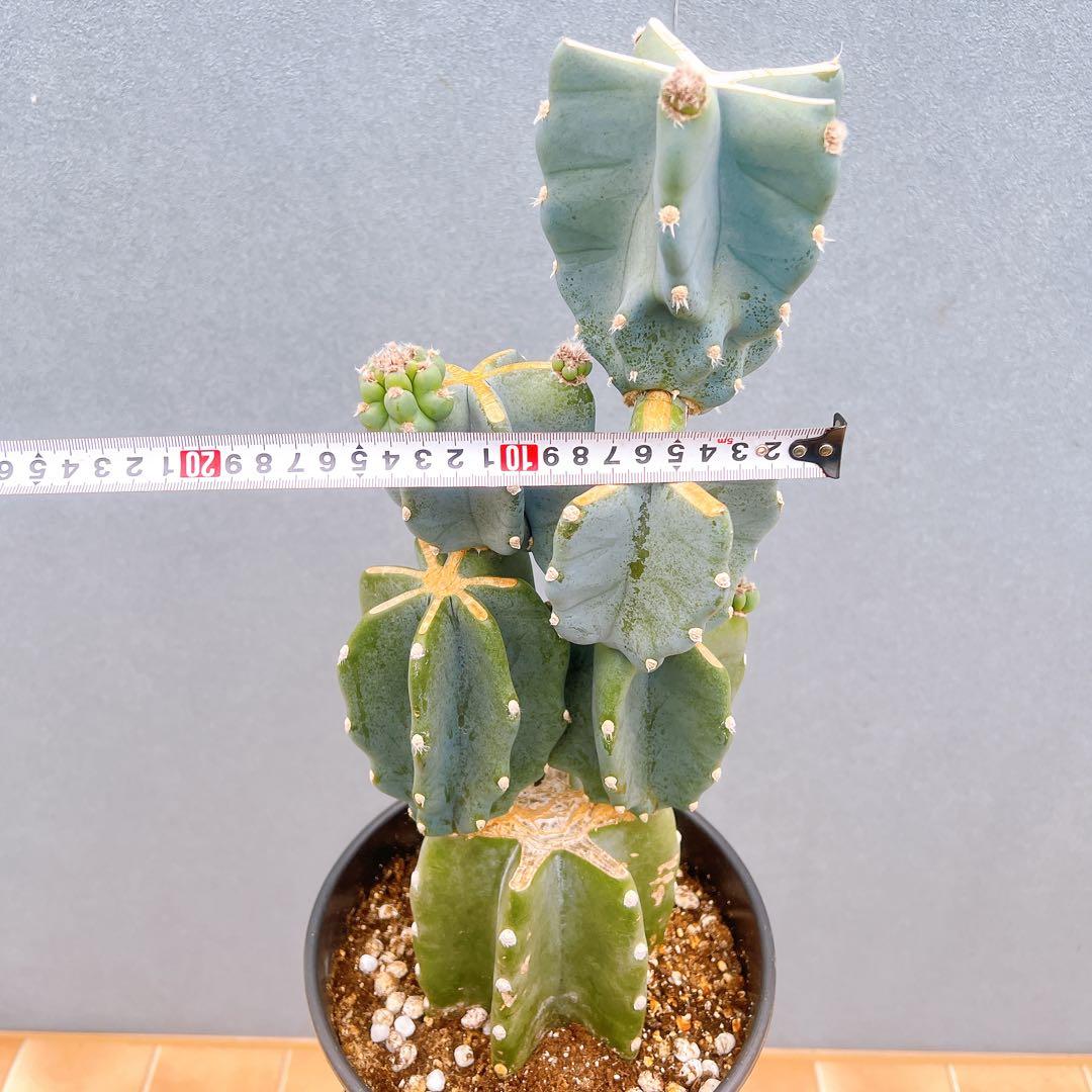 現品　サボテン　柱サボテン　ブランチ　鬼面角　81　観葉植物　インテリアグリーン