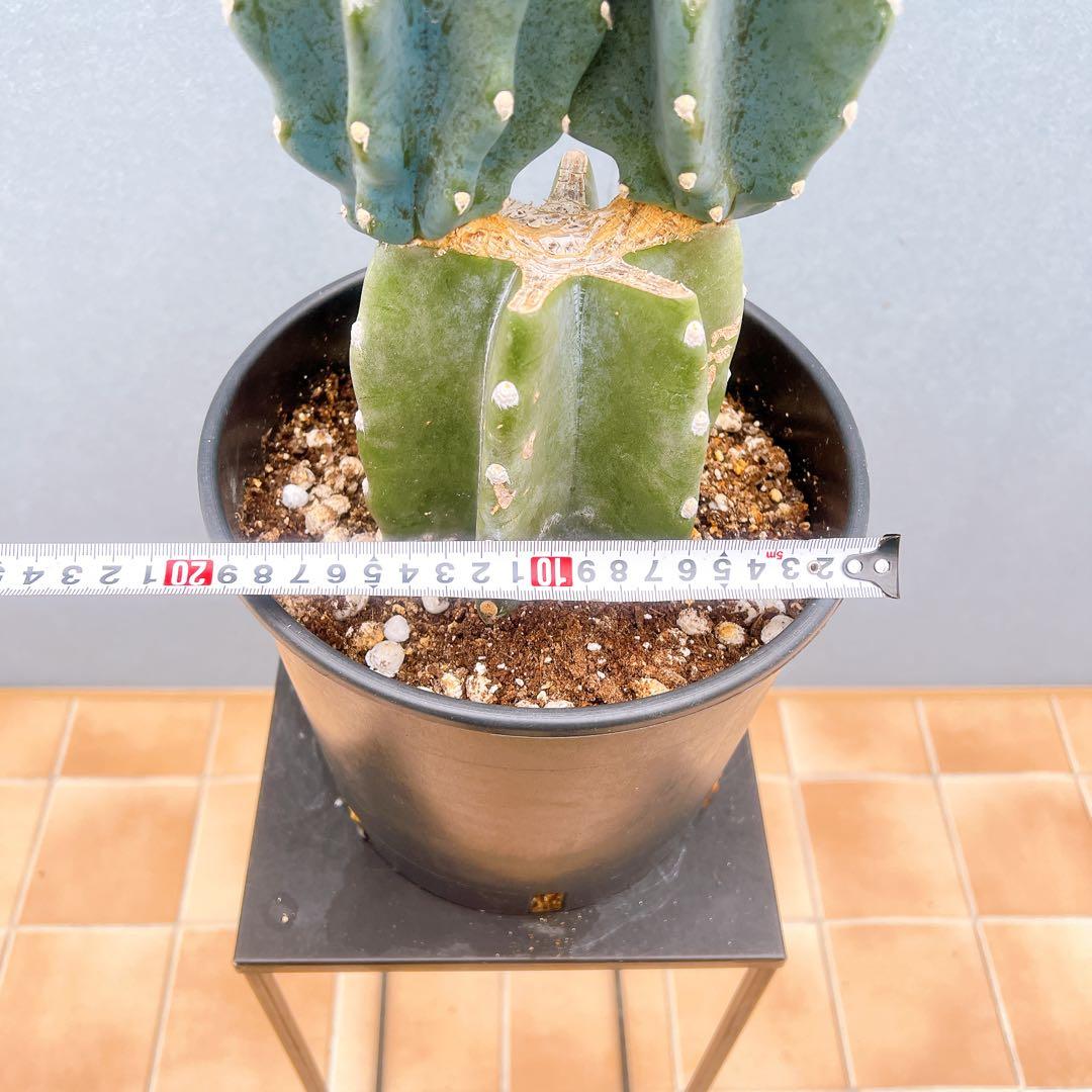 現品　サボテン　柱サボテン　ブランチ　鬼面角　81　観葉植物　インテリアグリーン