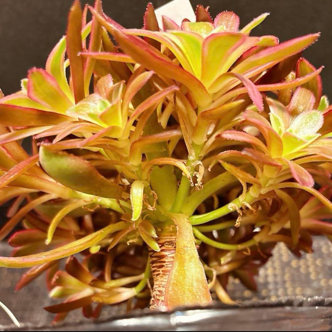 93#多肉植物アエオニウム錦❤️フェニックフレイム錦❤️16大頭15cm拔き苗