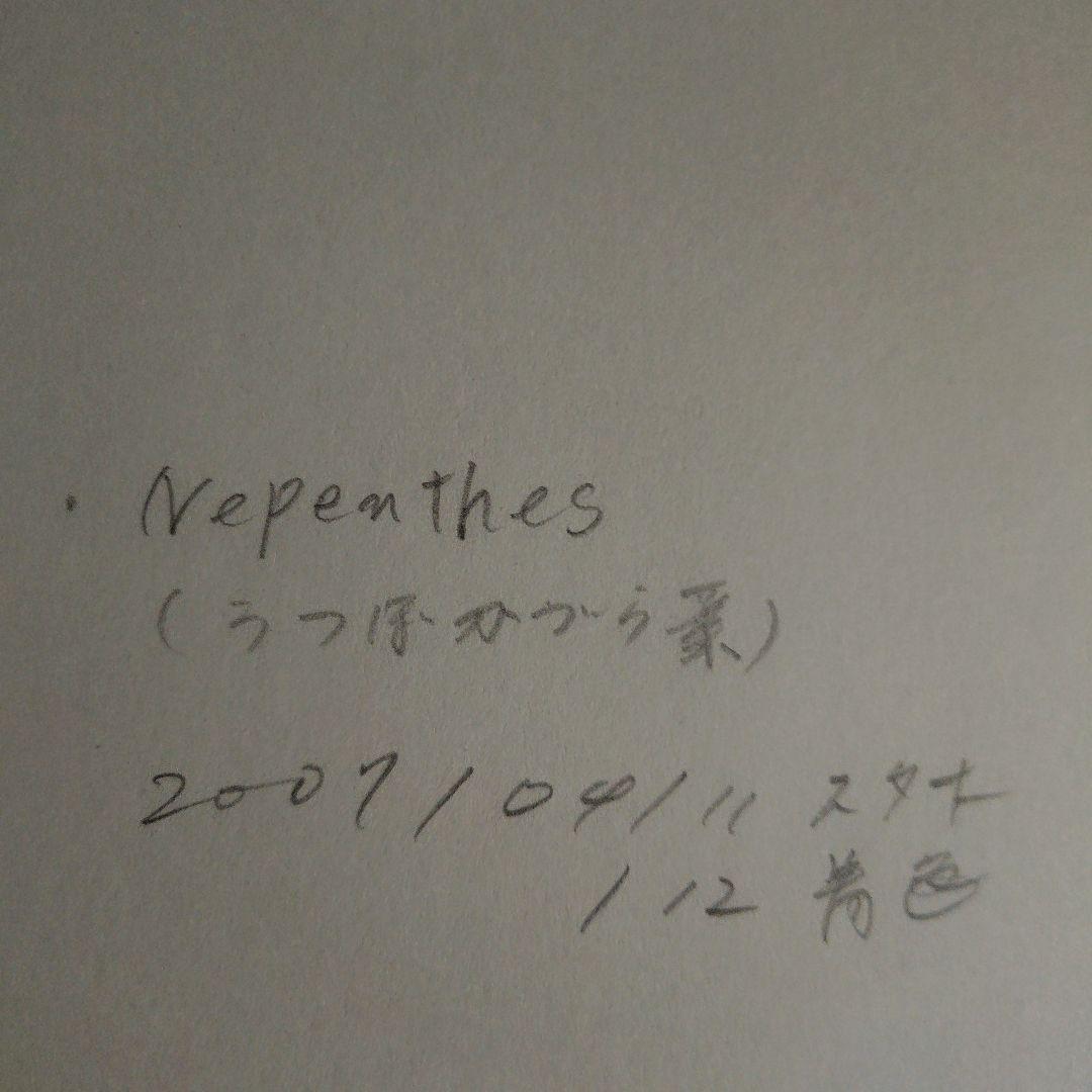 ベ*ア様 ウツボカズラ ボタニカルアート作家原画