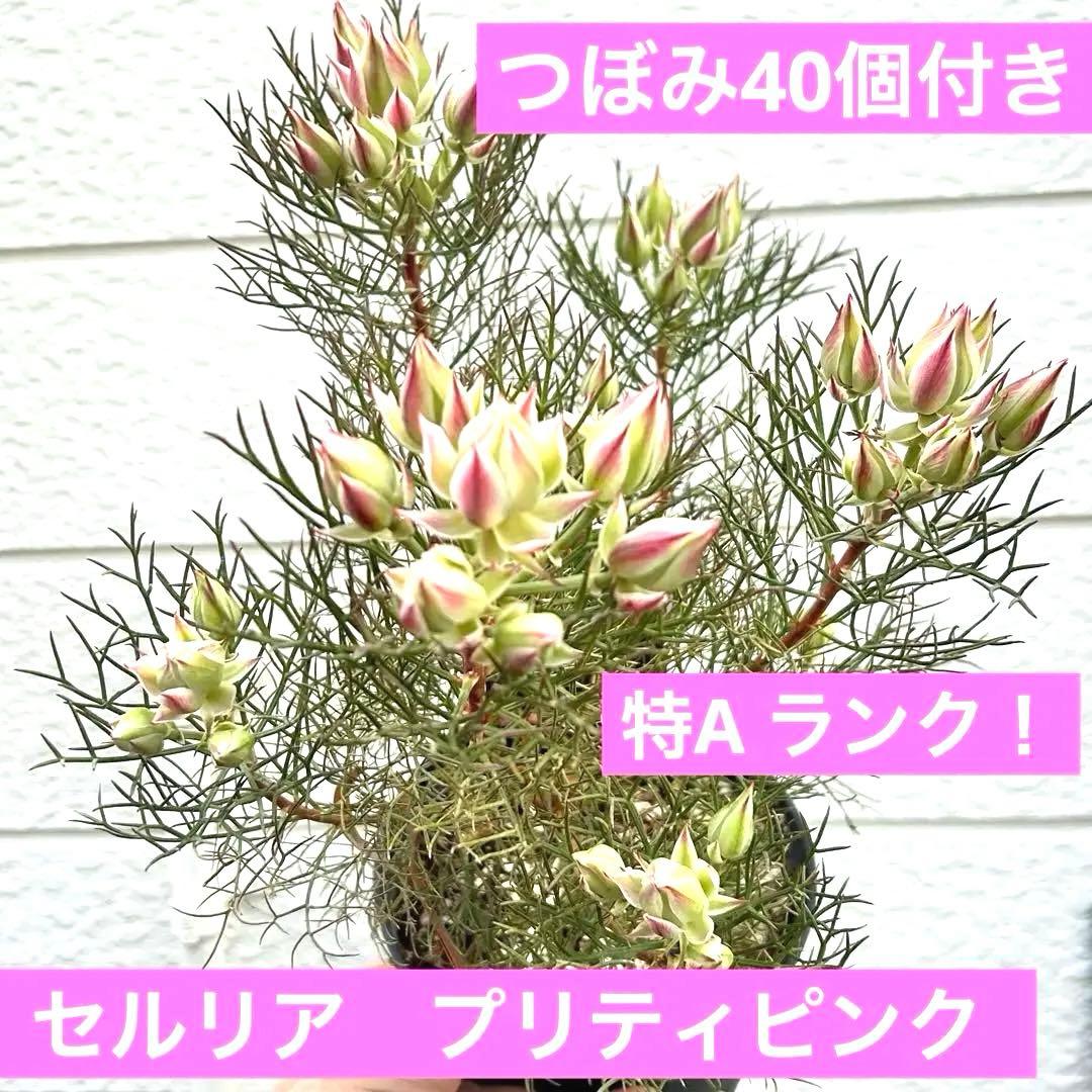 つぼみ40個！特A！セルリアプリティピンク現品発送致します。