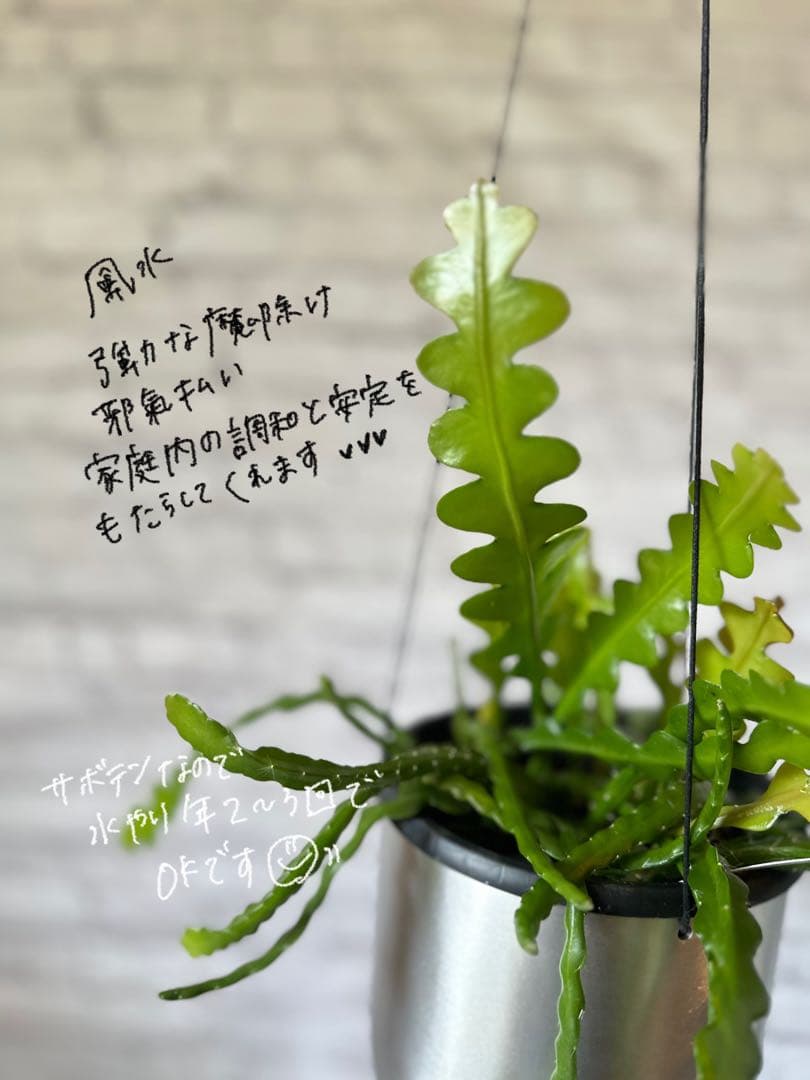 【鉢カバーセット】フィッシュボーンカクタス ジグザグサボテン