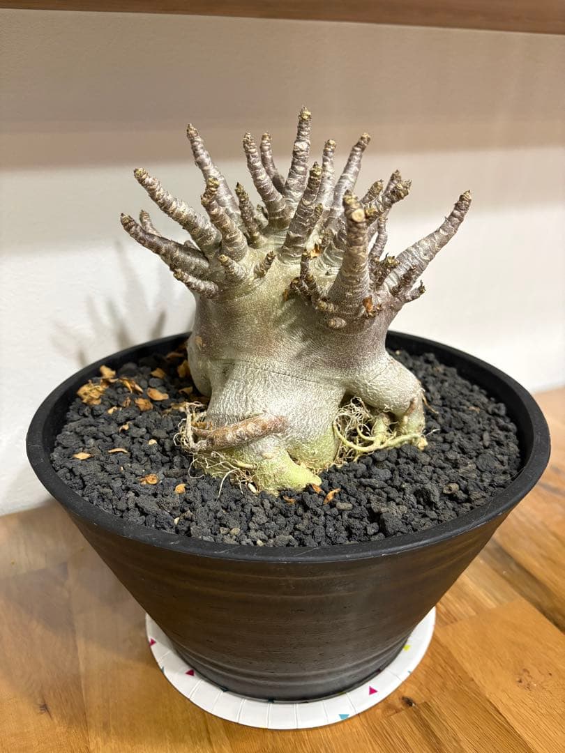 【早い者勝ち！】アデニウム　アラビカム　塊根植物 　多幹タイプコーデックス