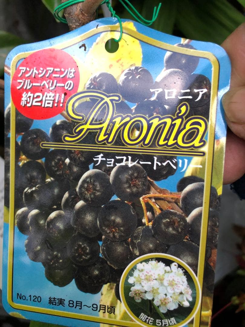 アロニア チョコレートベリー(チョコベリー)果樹苗 アントシアニン成分多い黒い実