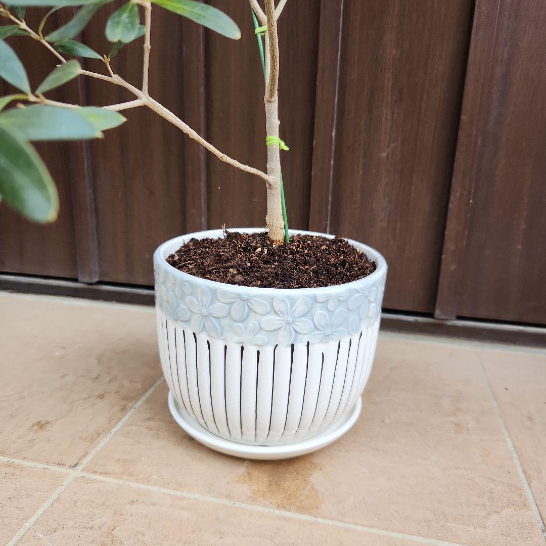 オリーブ　ネバディロブランコ　陶器鉢植え　苗